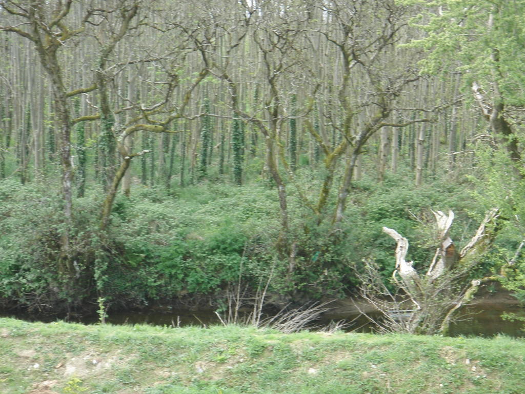 Woodlands House Bed and Breakfast Farranfore Buitenkant foto