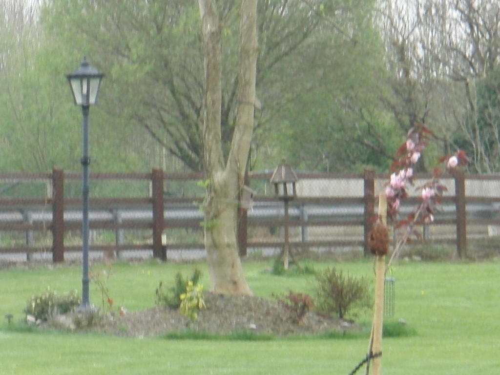 Woodlands House Bed and Breakfast Farranfore Buitenkant foto